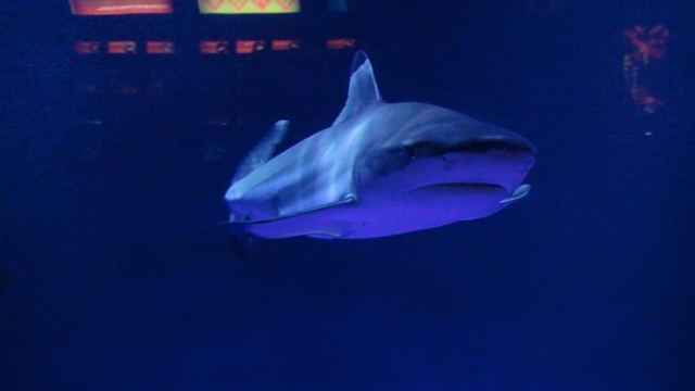 サメ
