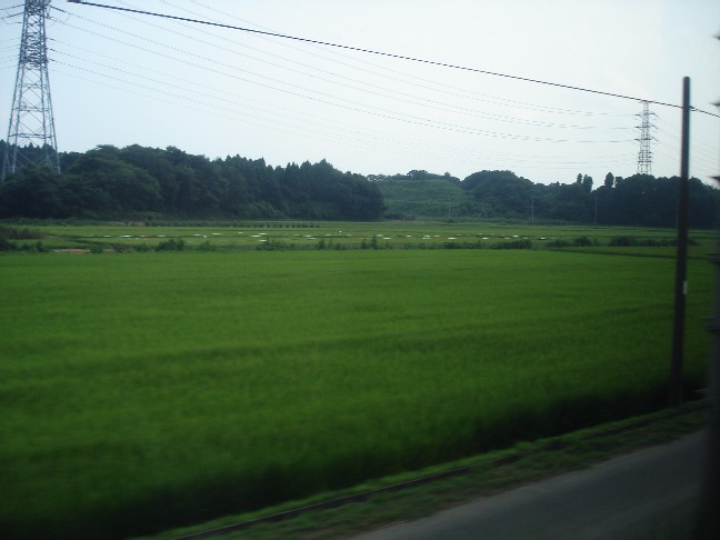 立派な田んぼ
