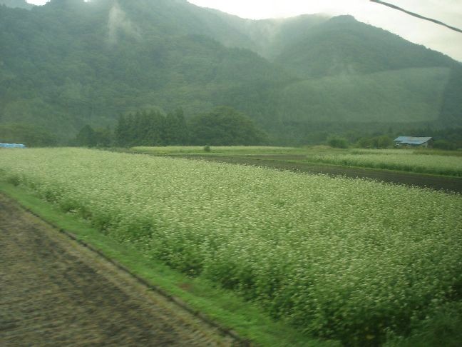 そば畑