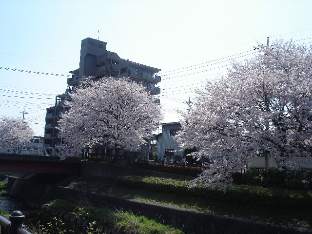 桜