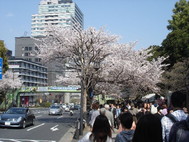 桜