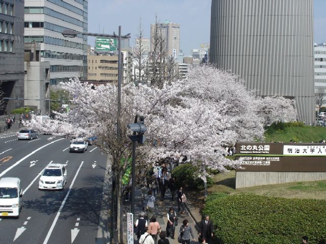 桜