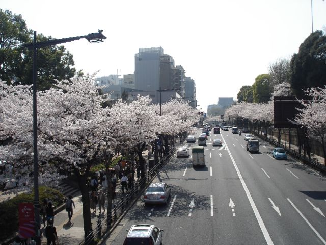 桜