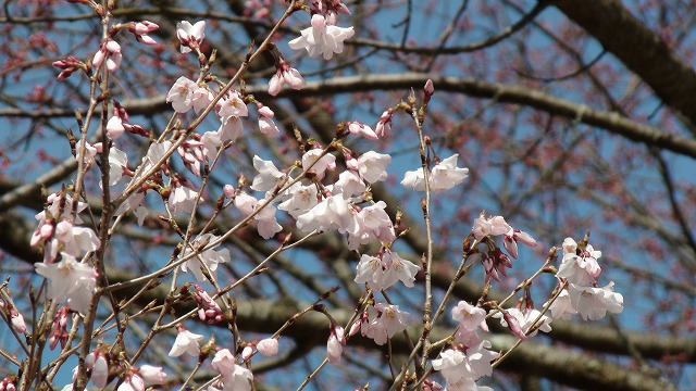 桜
