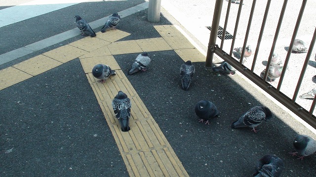 鳩