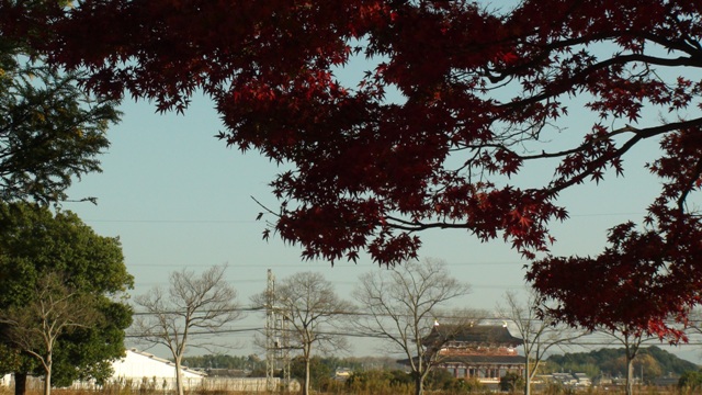 紅葉と大極殿