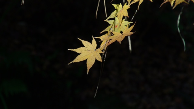 唐招提寺